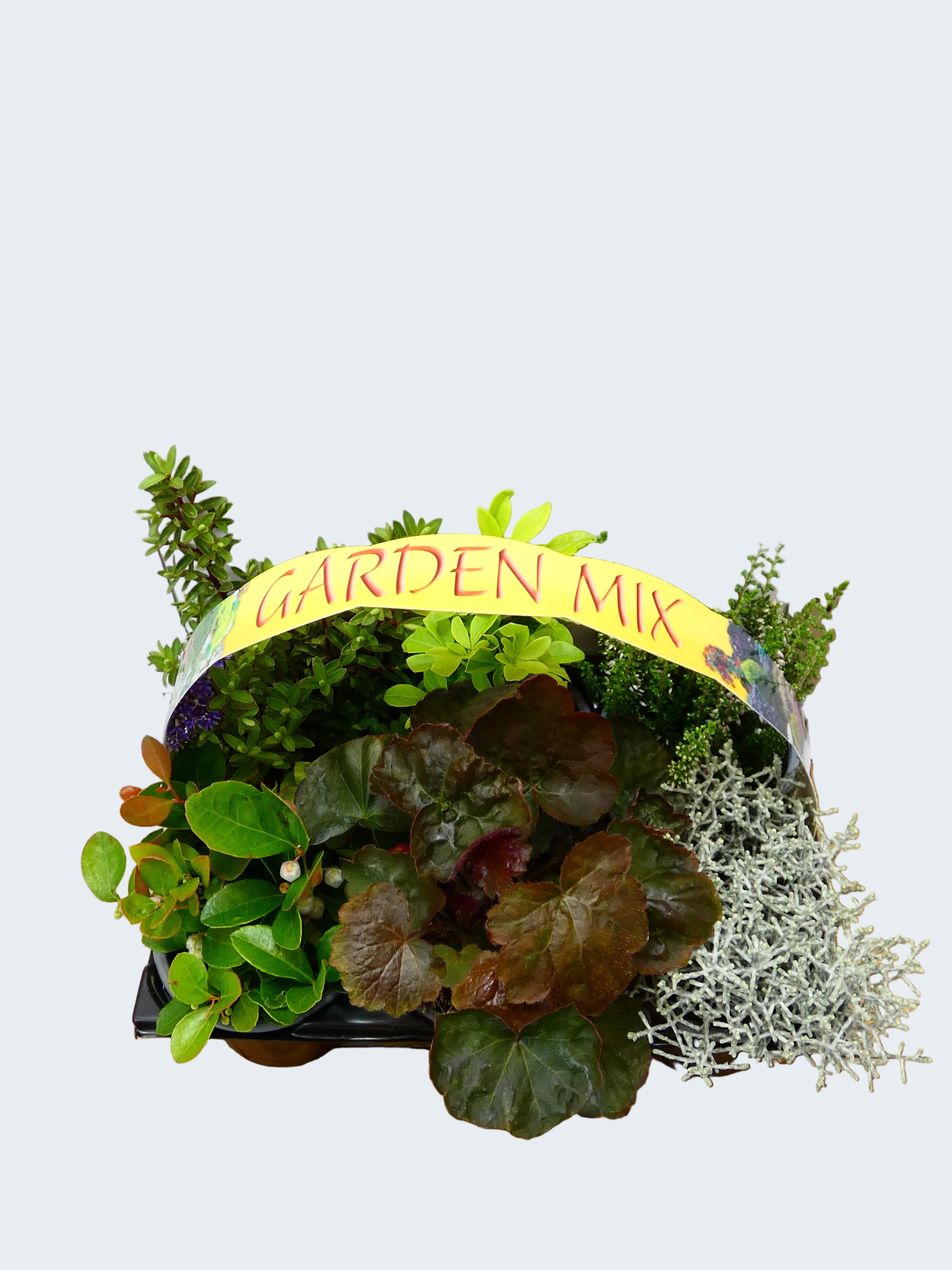 'Mixed' Garden Mix (6 Pack)