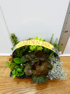 'Mixed' Garden Mix (6 Pack)