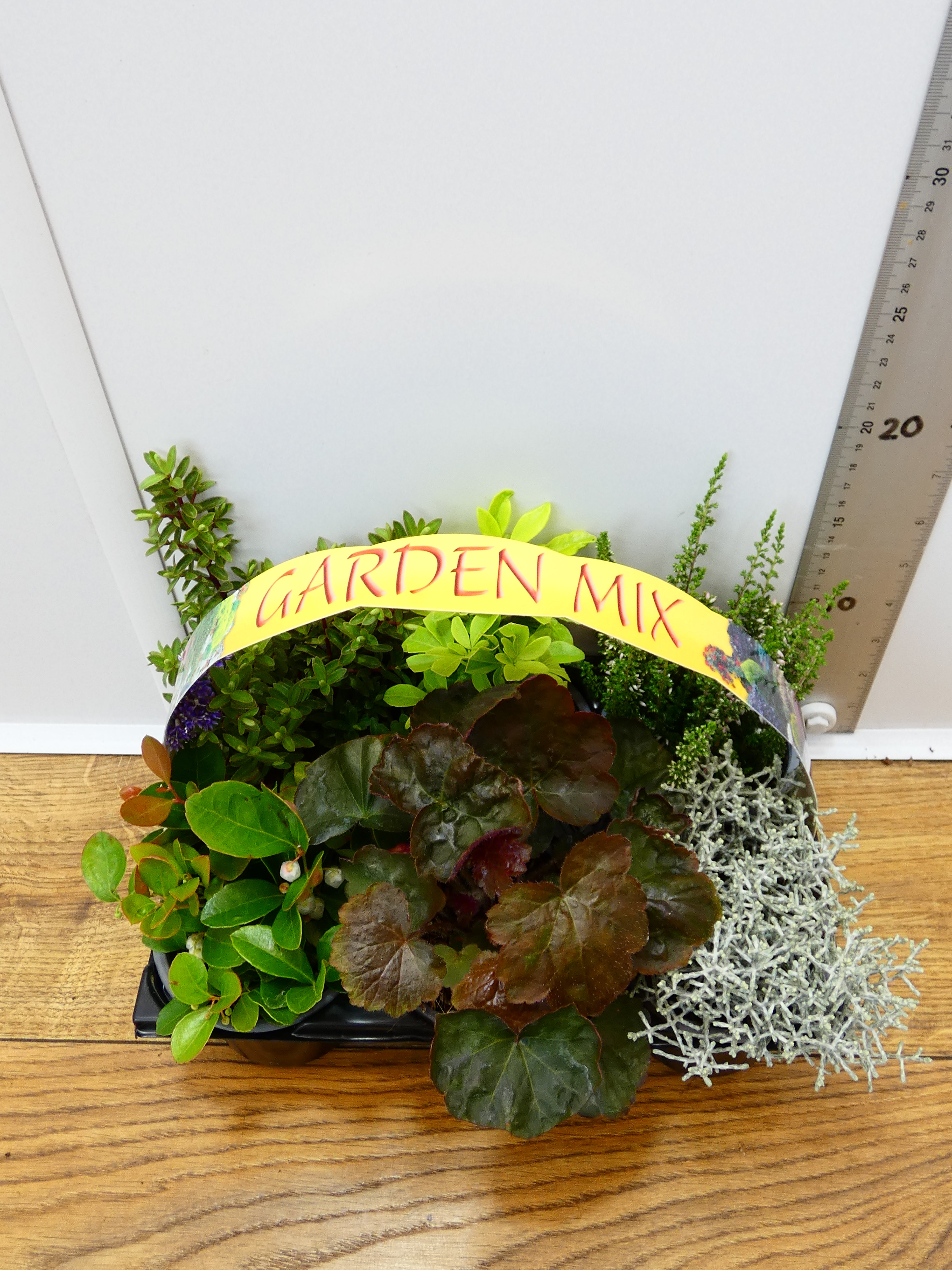 'Mixed' Garden Mix (6 Pack)