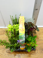 'Mixed' Garden Mix (6 Pack)