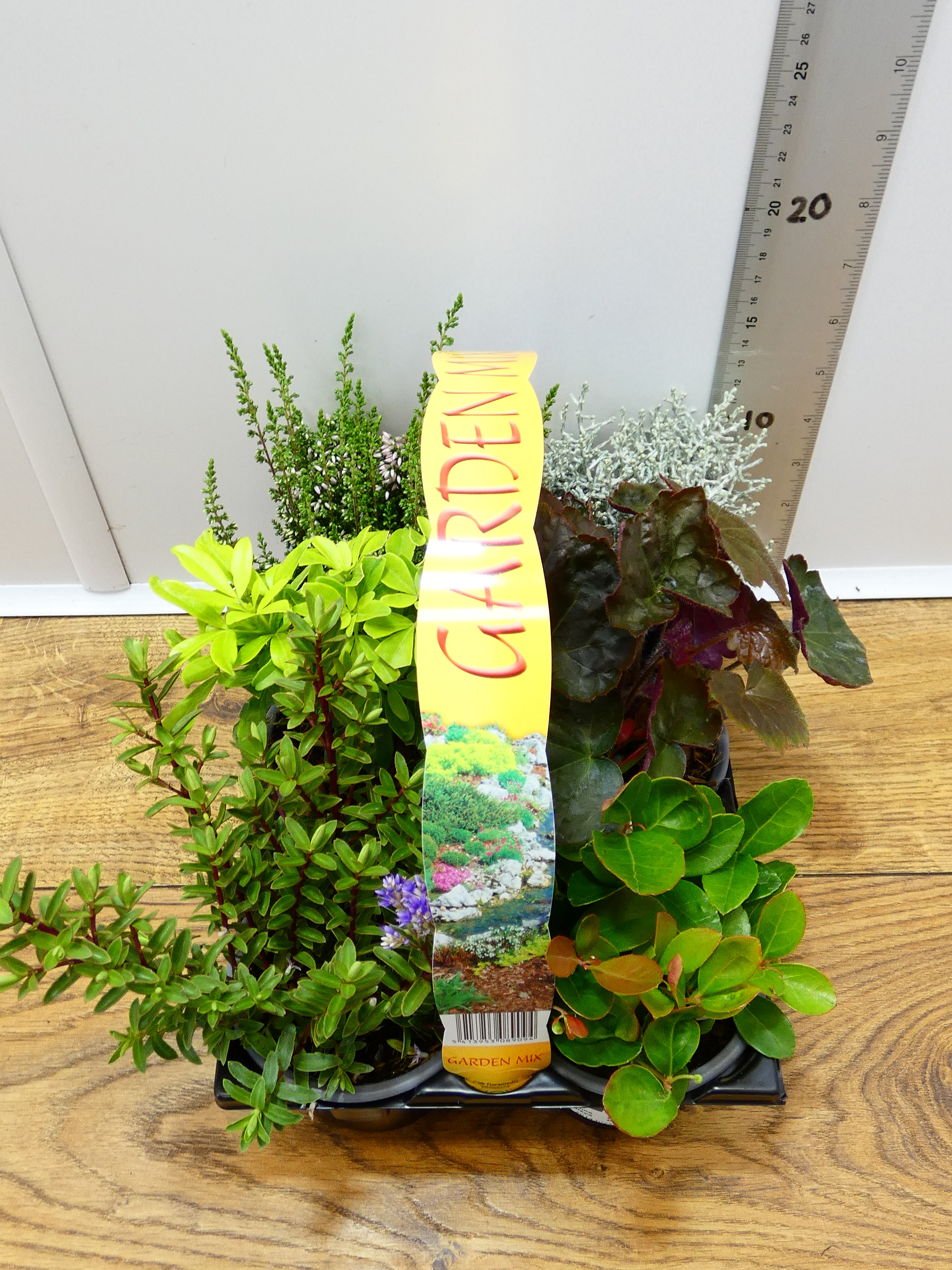 'Mixed' Garden Mix (6 Pack)