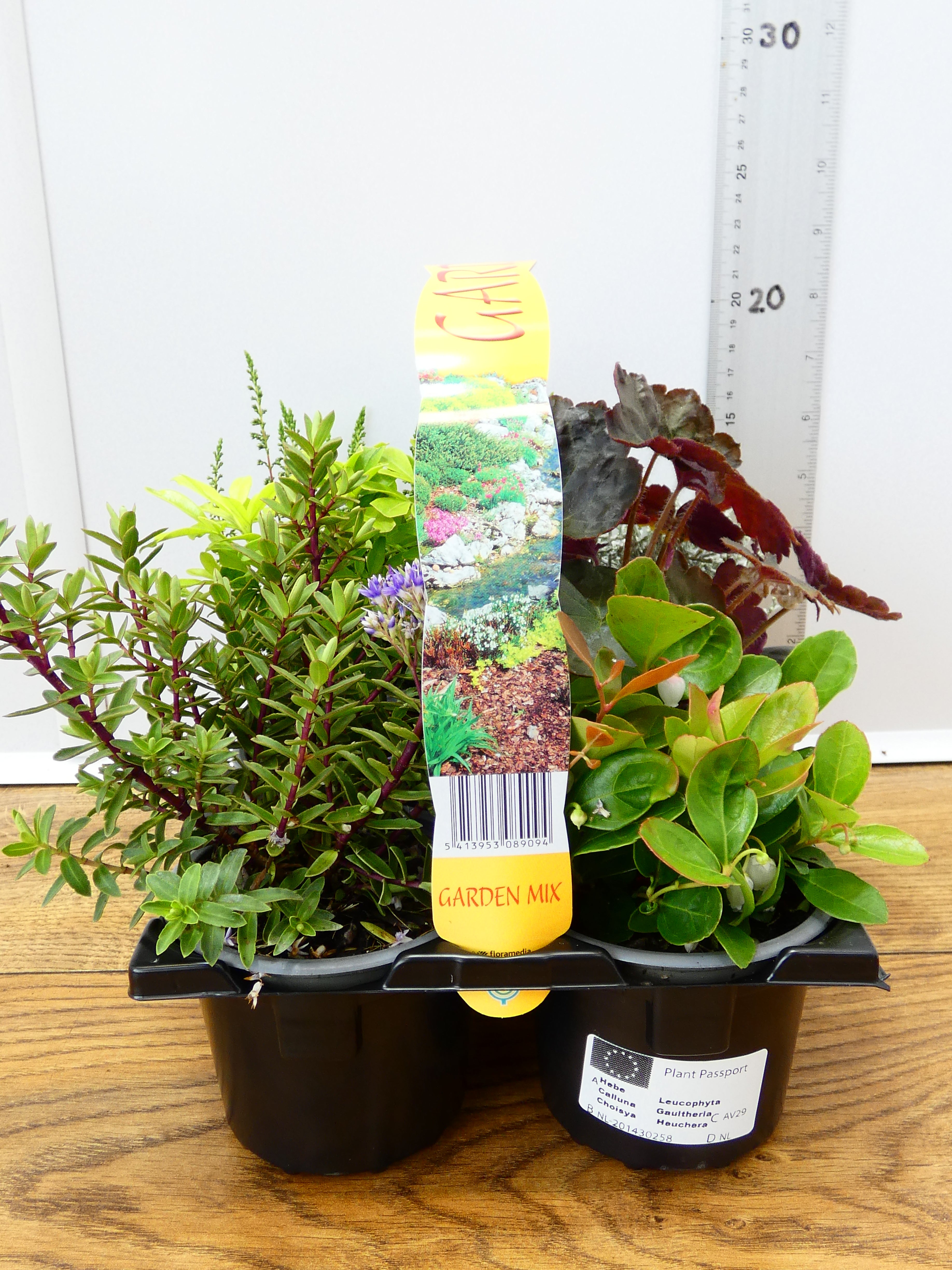 'Mixed' Garden Mix (6 Pack)
