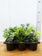 'Euonymus' Garden Mix (6 Pack)