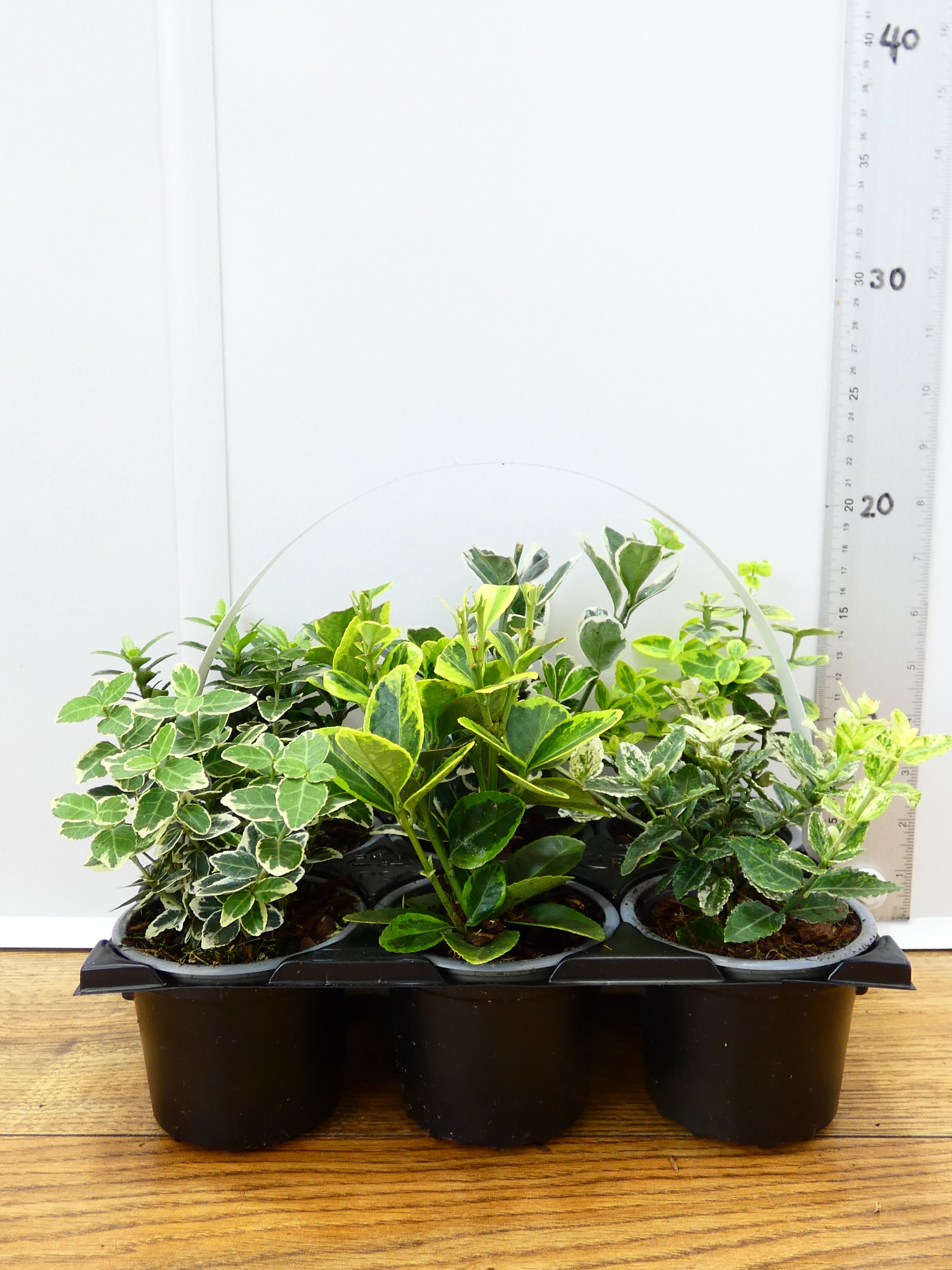 'Euonymus' Garden Mix (6 Pack)