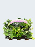 'Euonymus' Garden Mix (6 Pack)