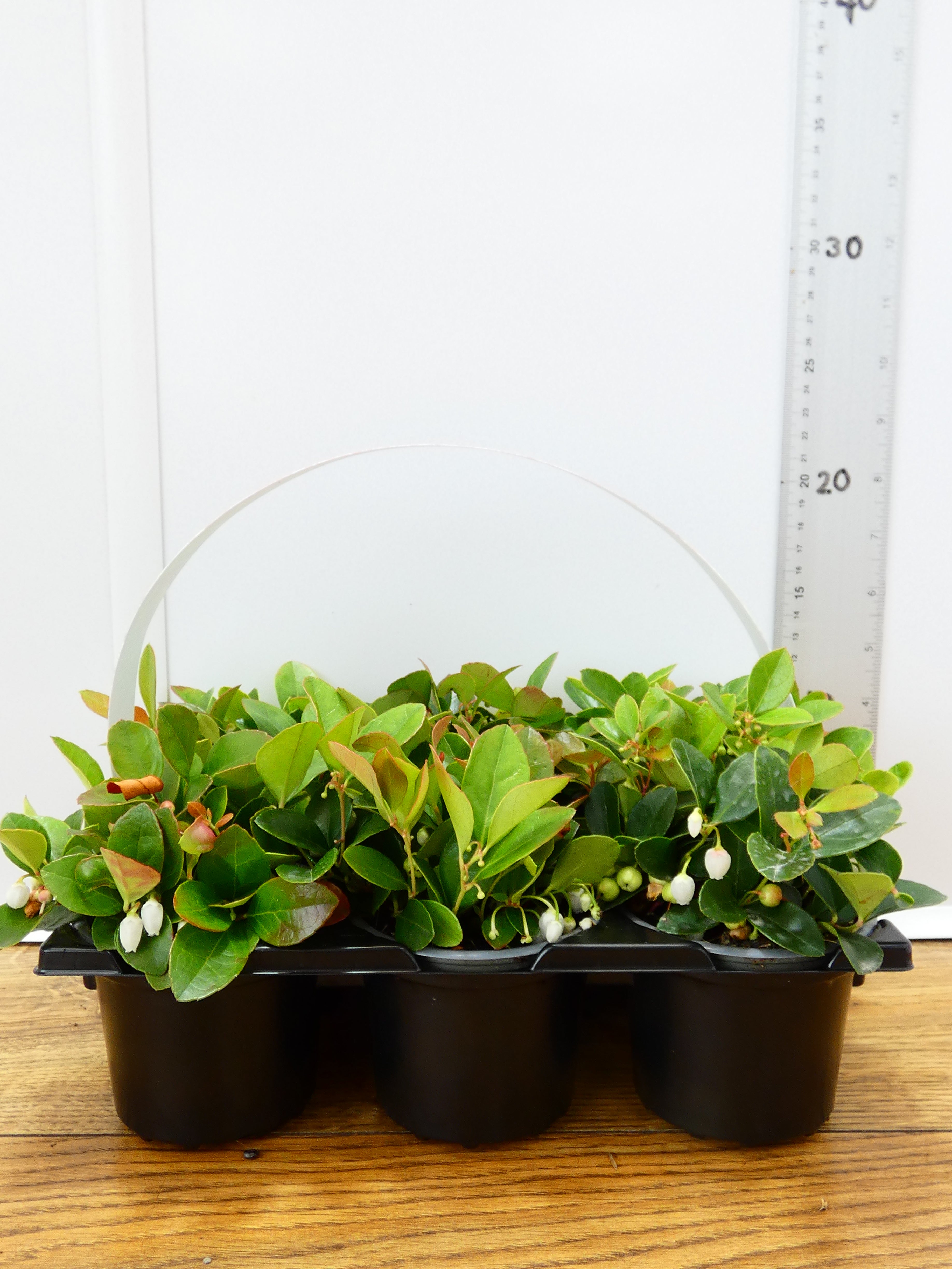 'Gaultheria' Garden Mix (6 Pack)