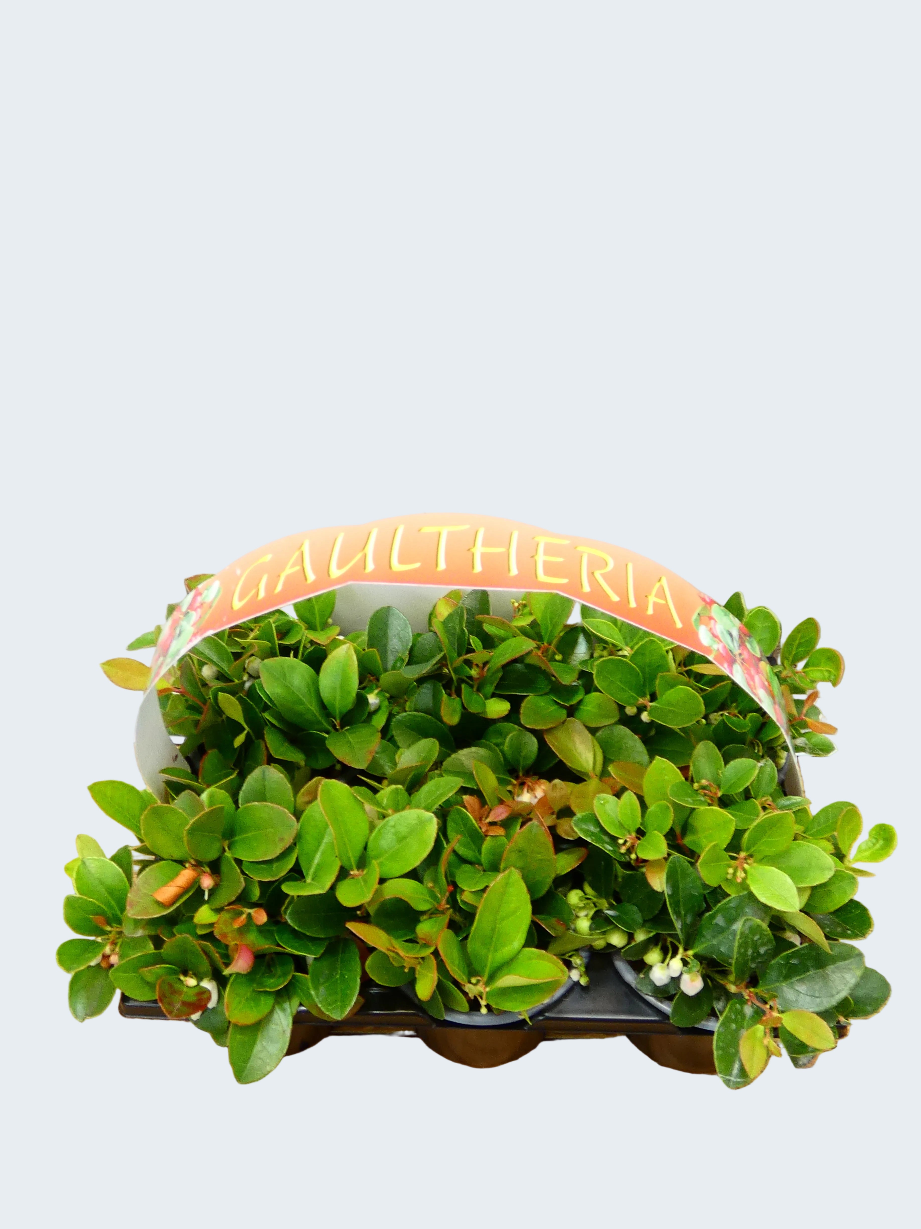 'Gaultheria' Garden Mix (6 Pack)