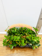 'Gaultheria' Garden Mix (6 Pack)