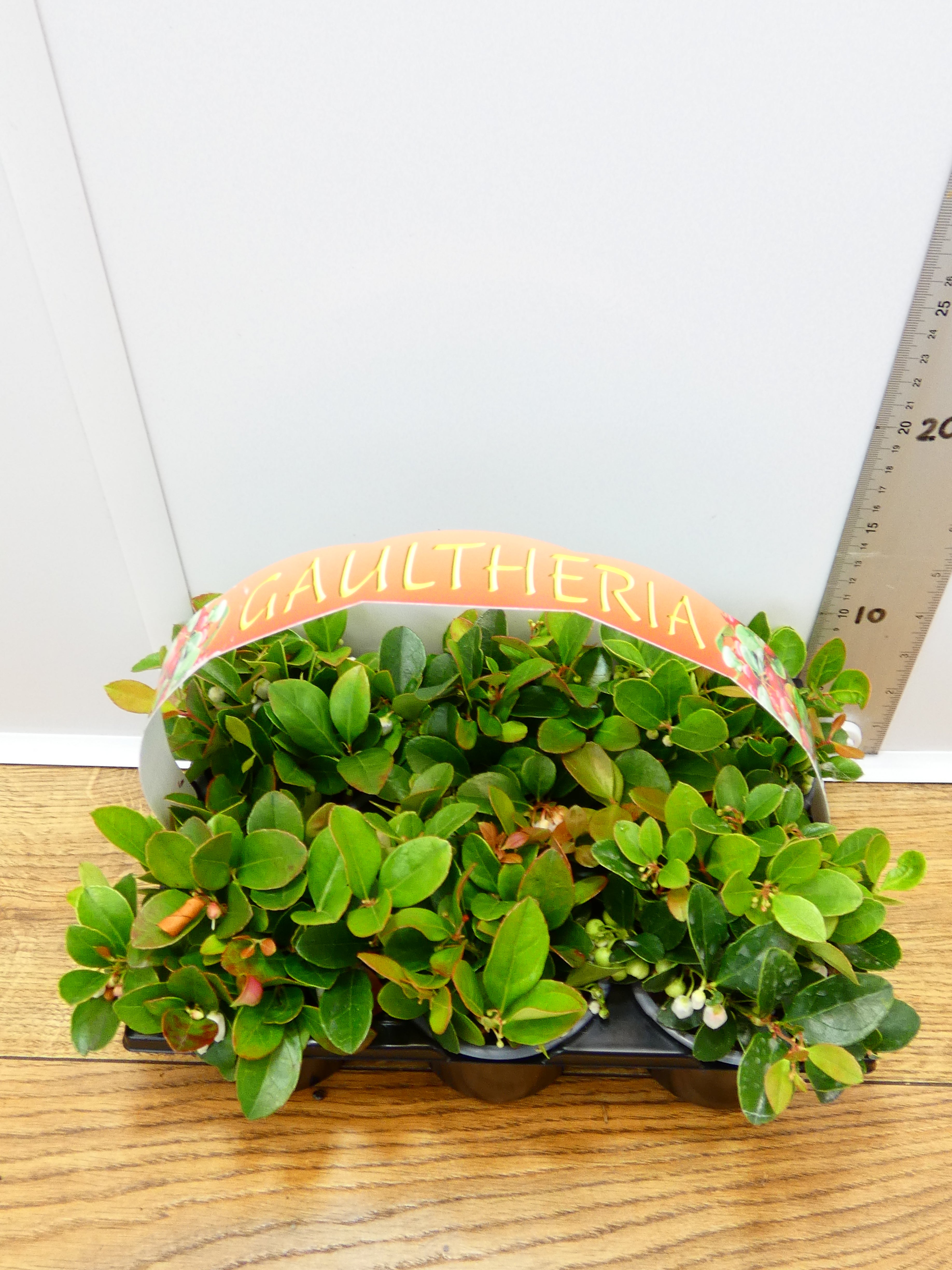 'Gaultheria' Garden Mix (6 Pack)