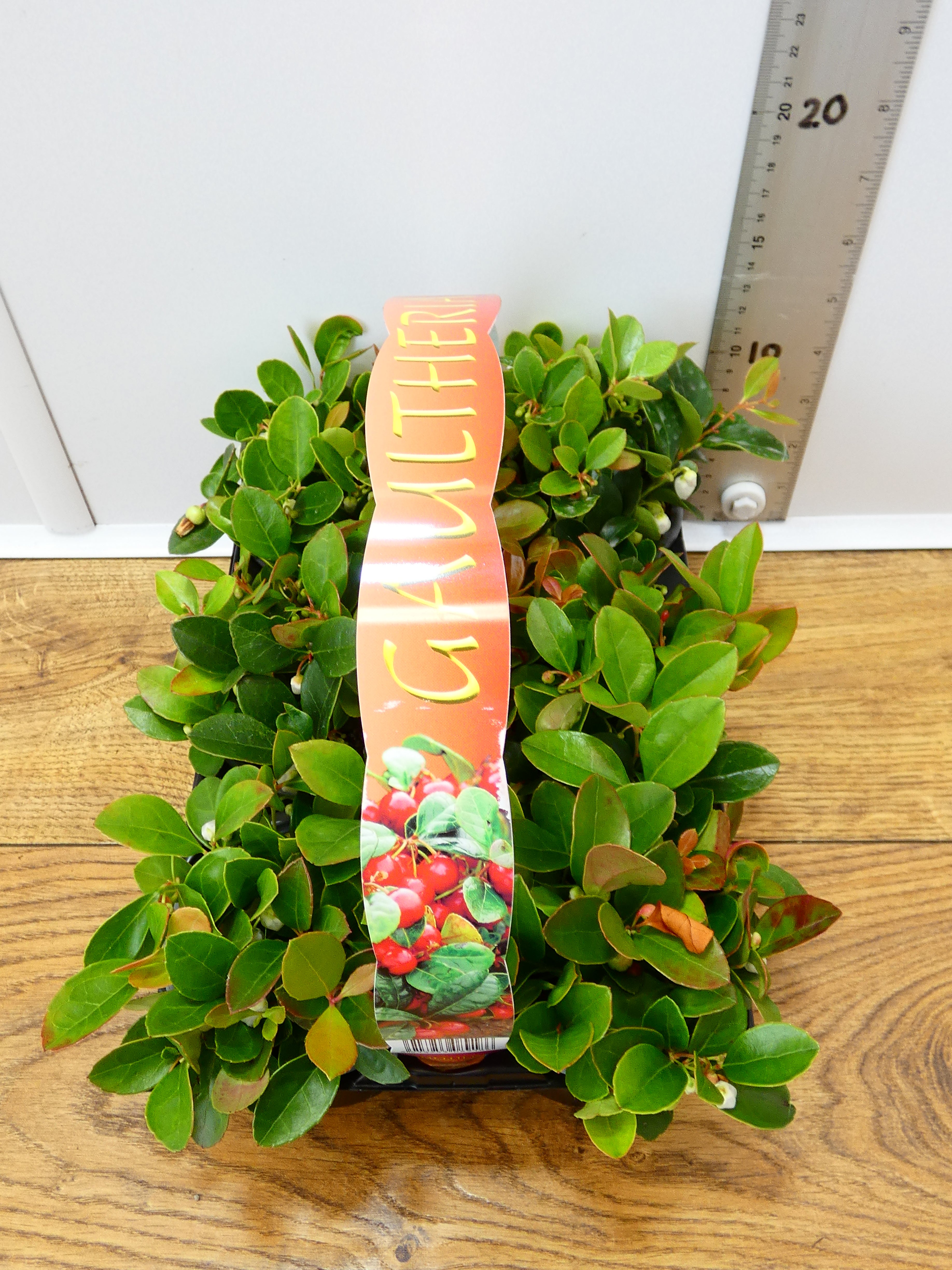 'Gaultheria' Garden Mix (6 Pack)