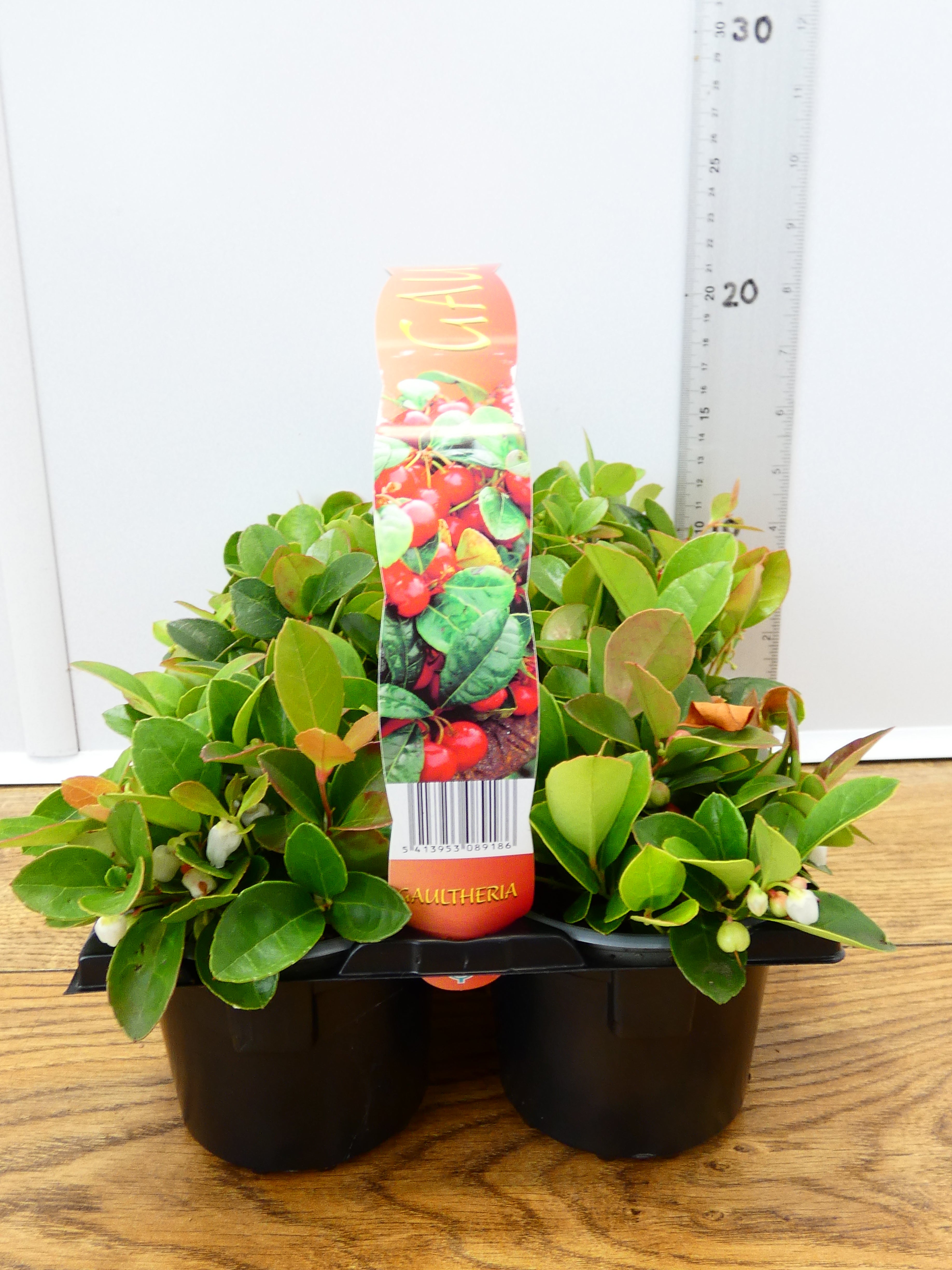 'Gaultheria' Garden Mix (6 Pack)