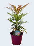 Mahonia 'Meteor' (3ltr)