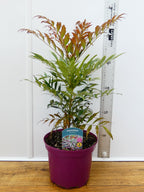 Mahonia 'Meteor' (3ltr)