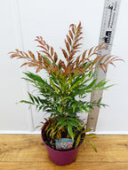 Mahonia 'Meteor' (3ltr)