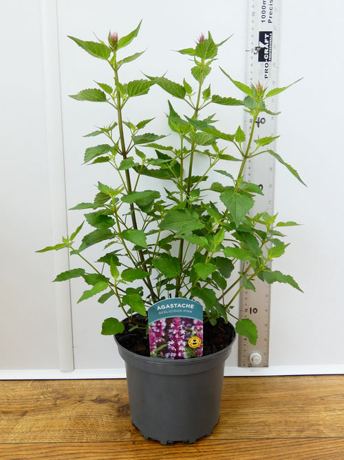 Agastache 'Beelicious Pink' (2ltr)