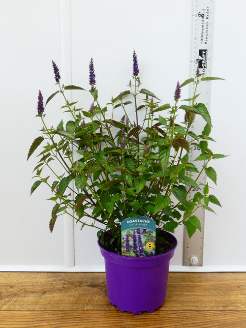 Agastache 'Little Adder' (2ltr)