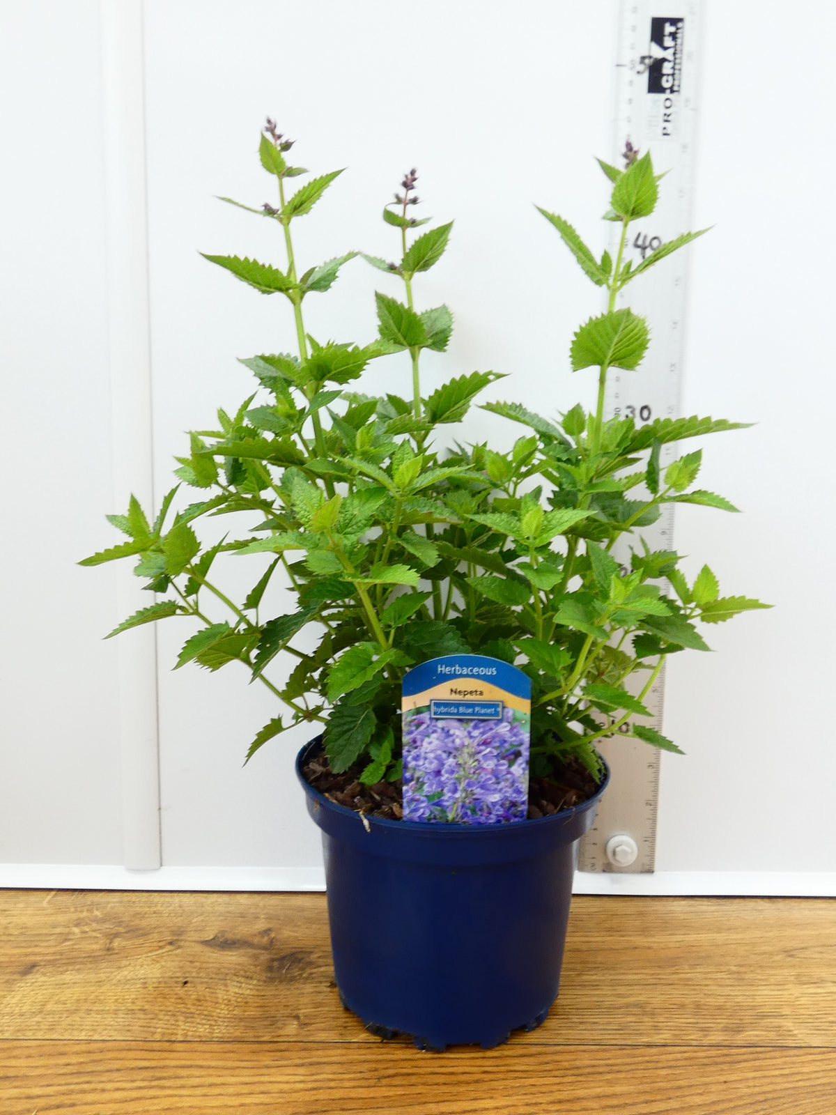 Nepeta 'Hybrida Blue planet' (2ltr)