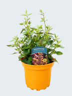 Agastache 'Summerlong Peach' (2ltr)