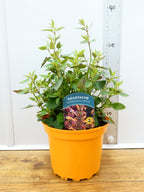 Agastache 'Summerlong Peach' (2ltr)