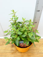 Agastache 'Summerlong Peach' (2ltr)