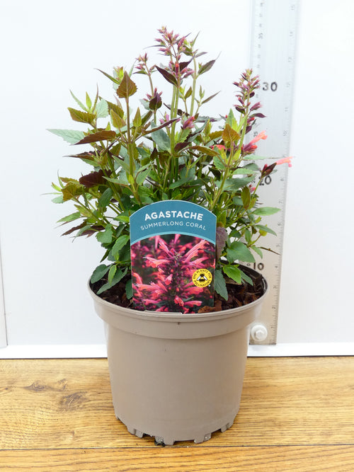 Agastache 'Summerlong Coral' (2ltr)