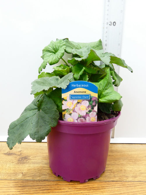 Anemone 'September Charm' (2ltr)