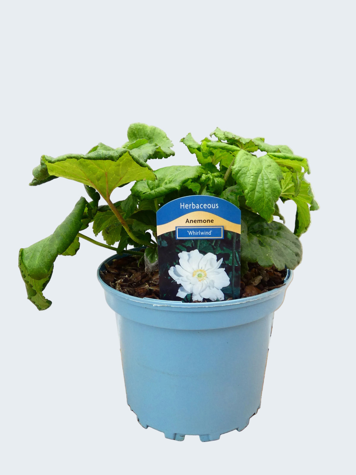 Anemone 'Whirlwind' (2ltr)