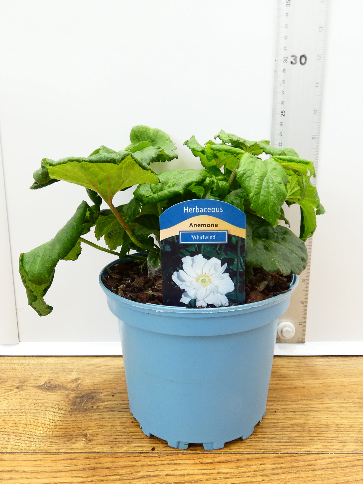 Anemone 'Whirlwind' (2ltr)