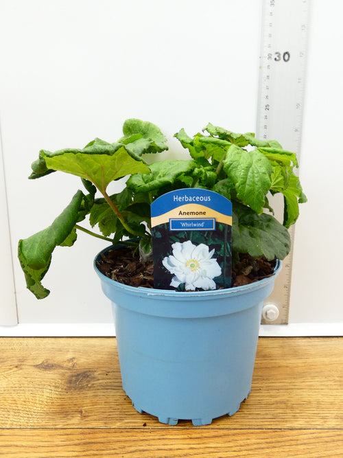 Anemone 'Whirlwind' (2ltr)