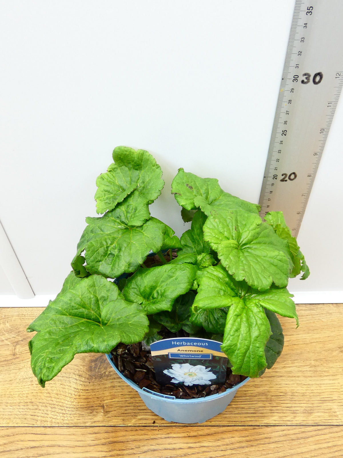Anemone 'Whirlwind' (2ltr)