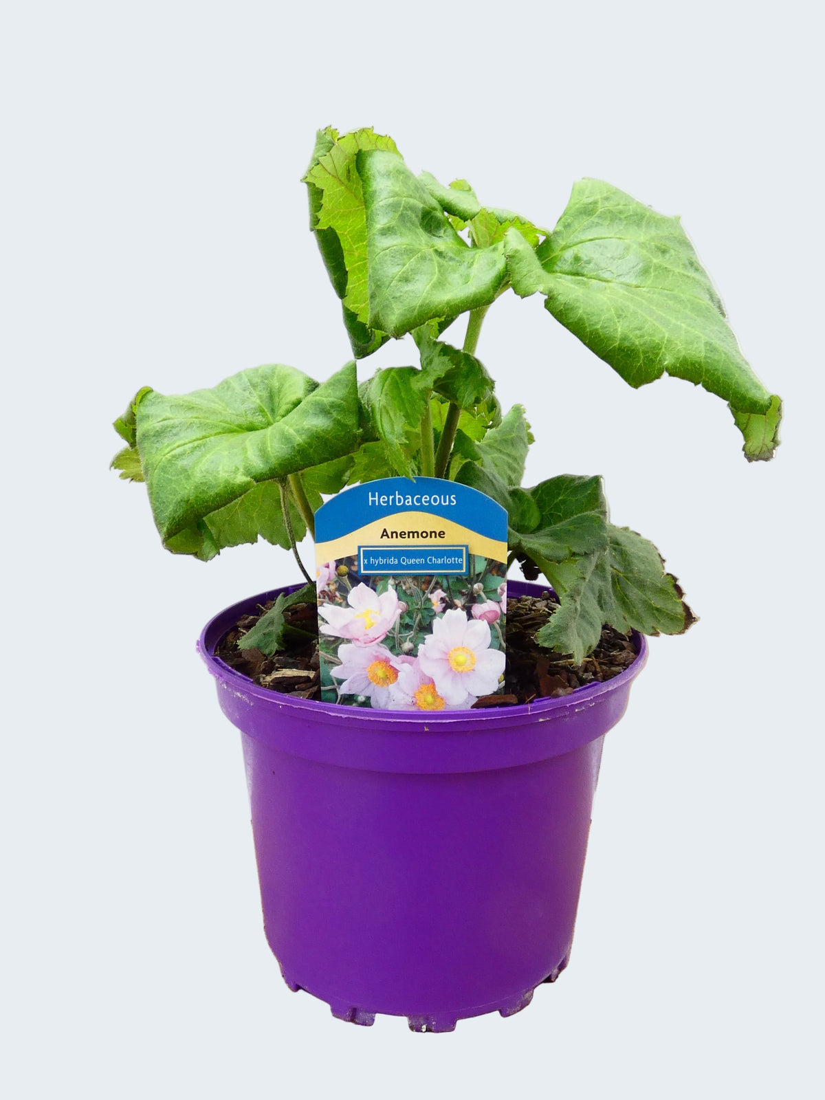 Anemone 'X Hybrida Queen Charlotte' (2ltr)