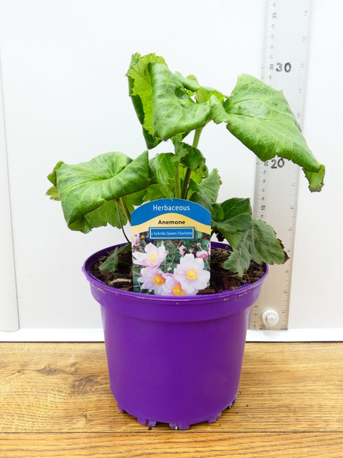 Anemone 'X Hybrida Queen Charlotte' (2ltr)