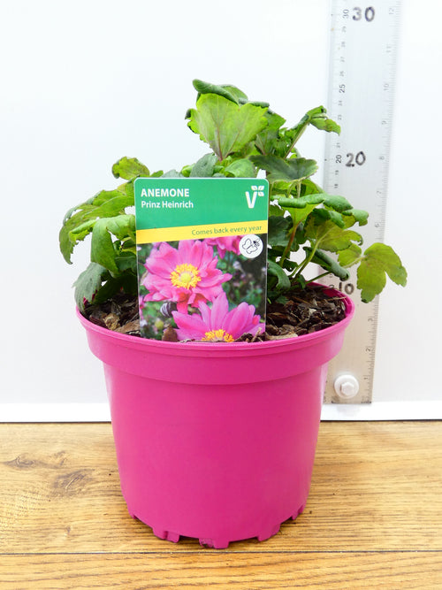 Anemone ' Prinz Heinrich' (2ltr)