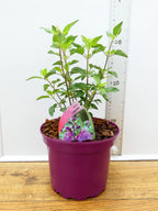 Salvia 'Lalarsha' (2ltr)
