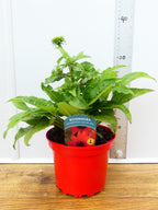 Echinacea Sombrero 'Salsa Red' (2ltr)