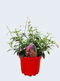 Phygelius 'Salmon Leap' (2ltr)