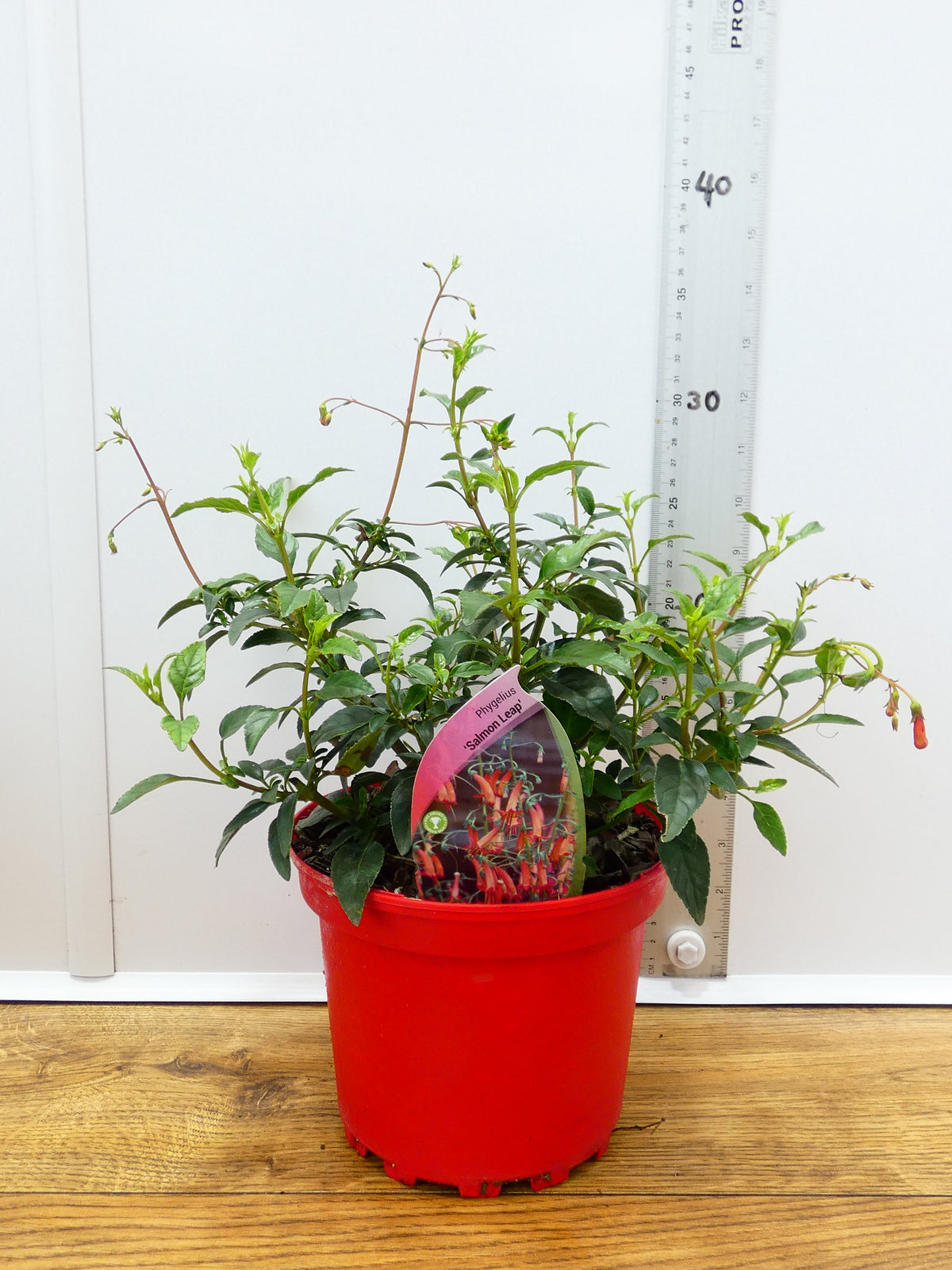 Phygelius 'Salmon Leap' (2ltr)