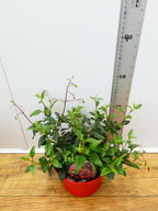 Phygelius 'Salmon Leap' (2ltr)