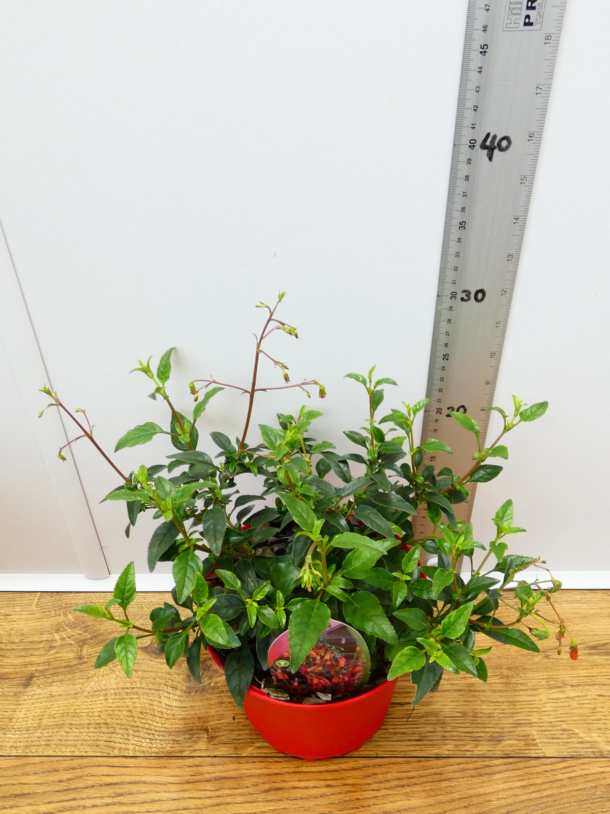 Phygelius 'Salmon Leap' (2ltr)