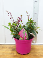 Phygelius Funfare 'Wine' (2ltr)