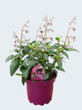 Phygelius 'Devils Tears' (2ltr)