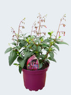 Phygelius 'Devils Tears' (2ltr)
