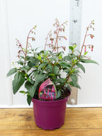 Phygelius 'Devils Tears' (2ltr)