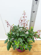 Phygelius 'Devils Tears' (2ltr)