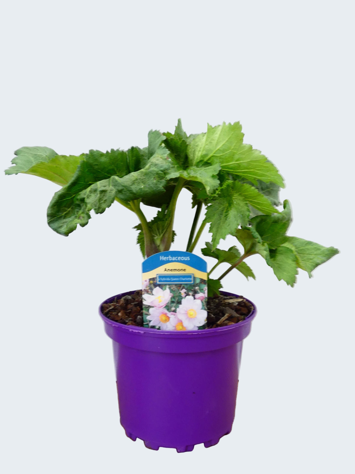 Anemone 'X Hybrida Queen Charlotte' (2ltr)