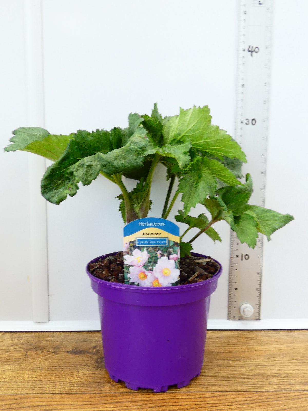 Anemone 'X Hybrida Queen Charlotte' (2ltr)
