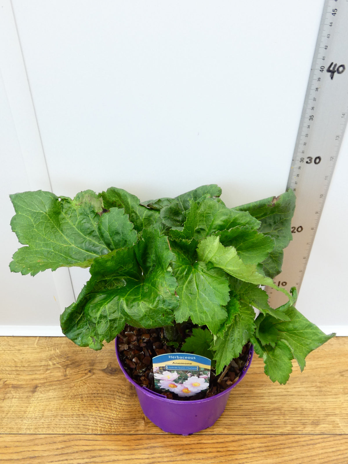 Anemone 'X Hybrida Queen Charlotte' (2ltr)