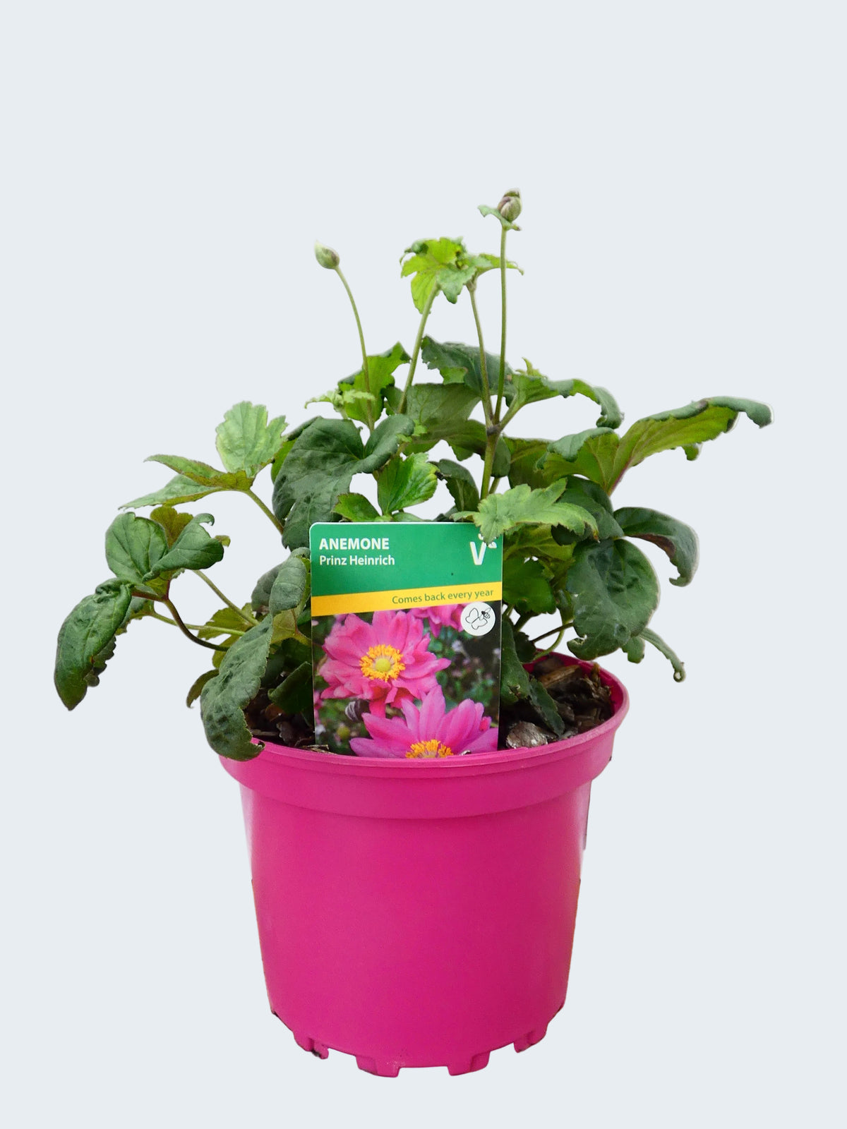 Anemone ' Prinz Heinrich' (2ltr)