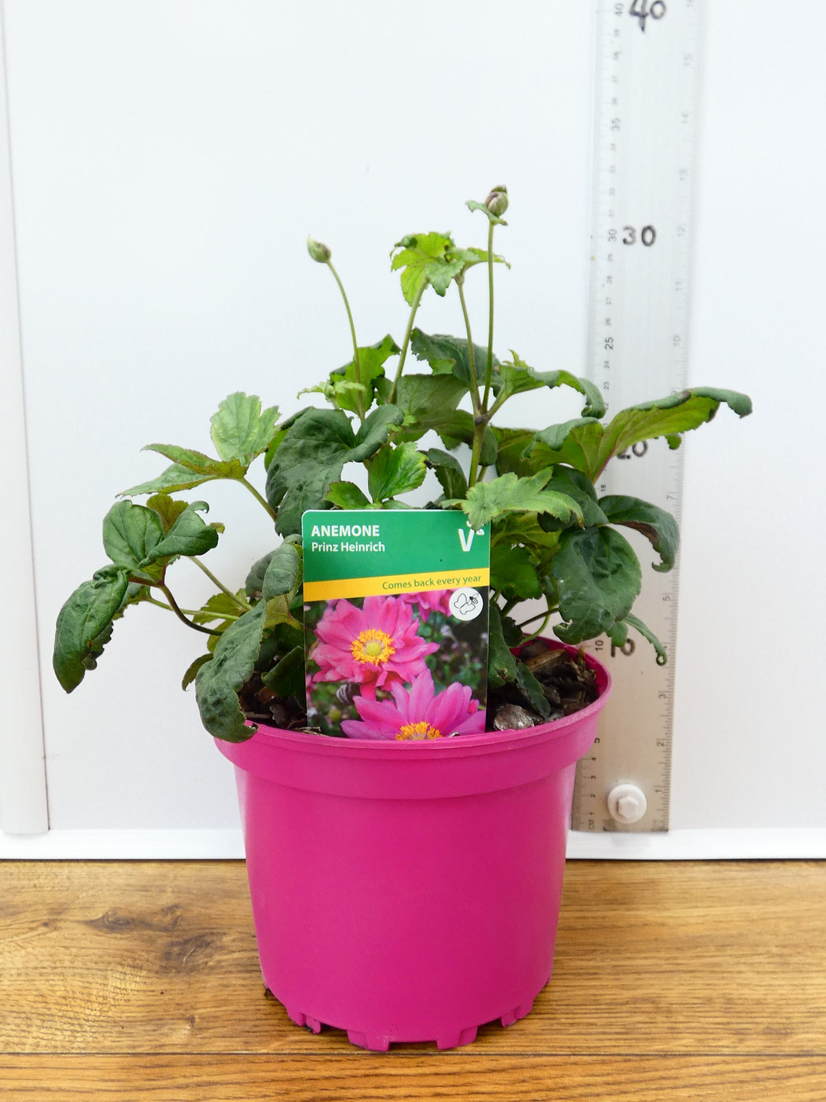 Anemone ' Prinz Heinrich' (2ltr)