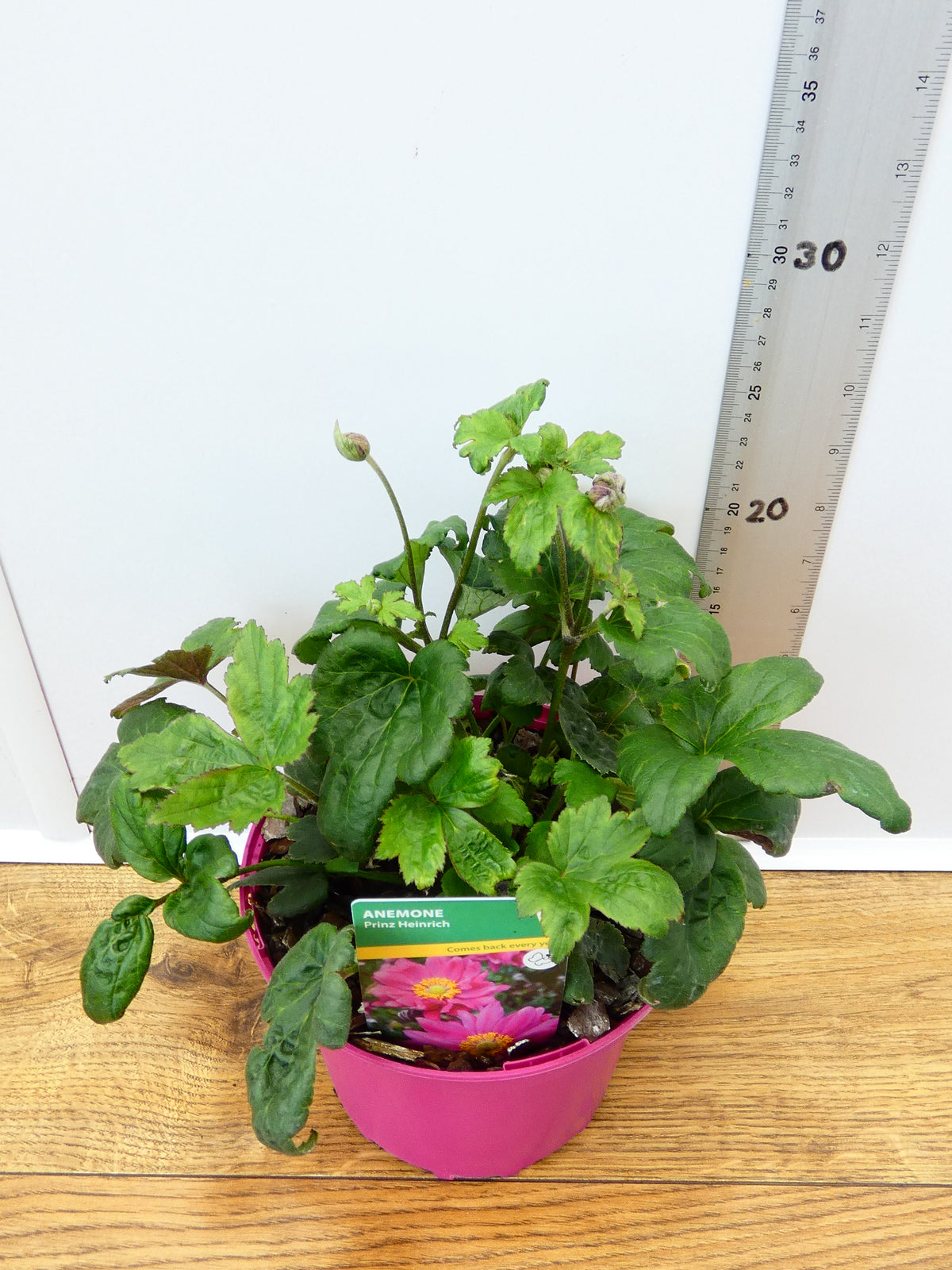 Anemone ' Prinz Heinrich' (2ltr)